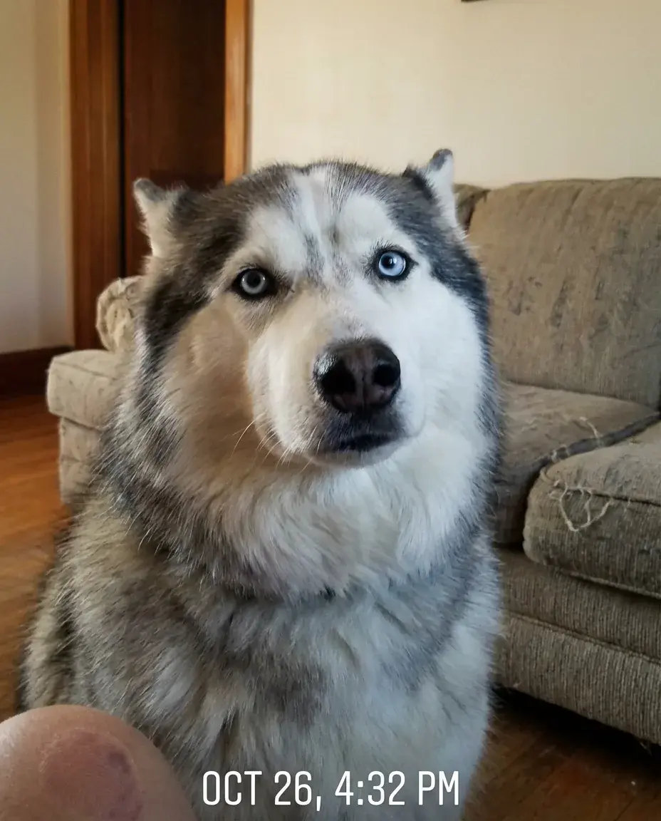 Bella